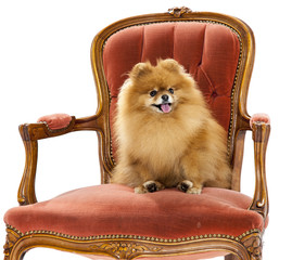 Pomeranian on a chair - studio
