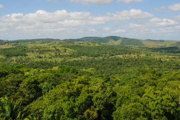 Fototapeta na wymiar Tropikalne lasy deszczowe