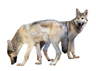 Obraz premium Two wolves over white