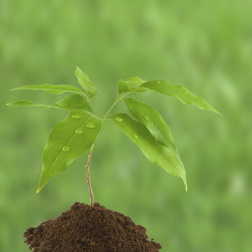 petit arbre