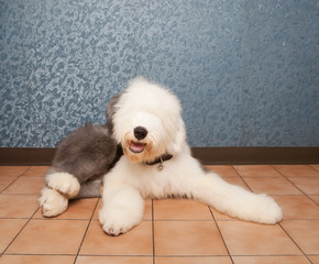 old english sheep dog lied on home ground