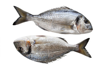 Two gilthead on white