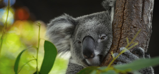 Koala
