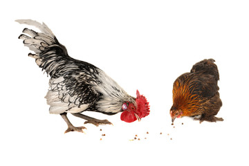 rooster and hen