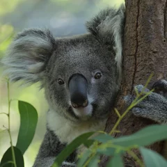 Deurstickers Koala Koala