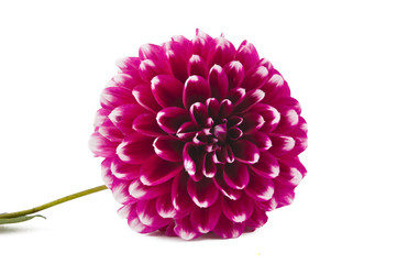 dahlia isolated