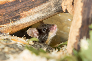 Little mouse under a log