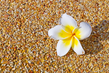 Obraz na płótnie Canvas Tropical flower over sandy background