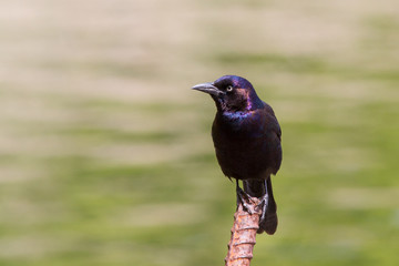 Common Grackle, Quiscalus quiscula