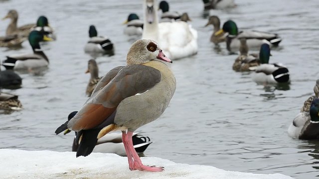 Nilgans, Alopochen aegyptiacus