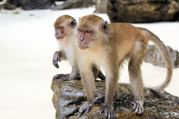 Wet beach monkeys