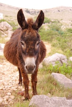 a brown donkey on Kornat in Croatia