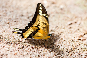 beautiful butterfly on stone and sand