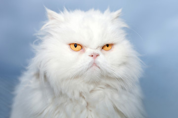 White Persian cat isolated on blue sky background.