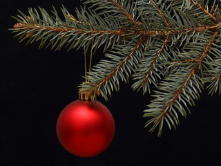Fototapeta na wymiar branch of xmas tree with red ball