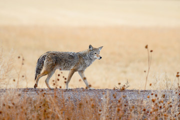 Coyote