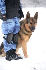 dog training