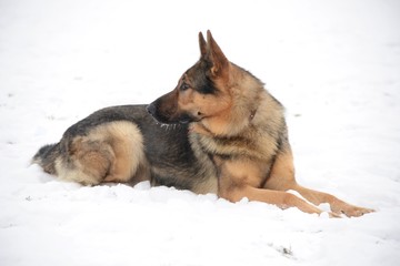 German Shepherd
