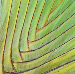Petiole pattern of  Traveller's Palm