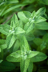 Fresh mint leaves