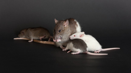 portrait rat family