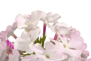 Obraz premium Phlox flowers