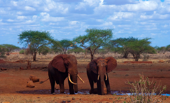 Two elephants drink, surrounded by red earth ( Kenya )