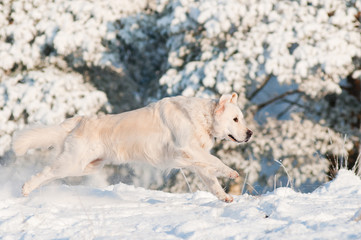 golden retriever dog jumps in the snow