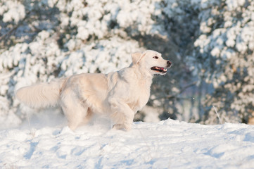 Obraz premium golden retriever dog running in the snow