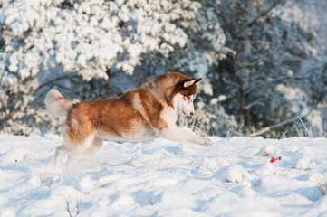siberian husky dog jumping in the snow