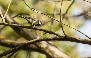Obraz premium Great Tit