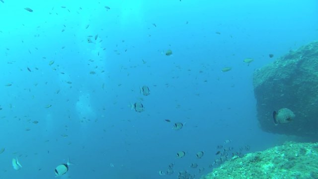 cernia e saraghi del mediterraneo