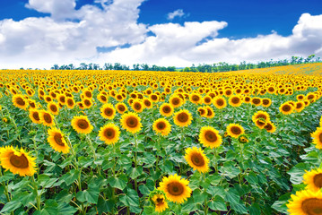 Mooie zonnebloemen in het veld.