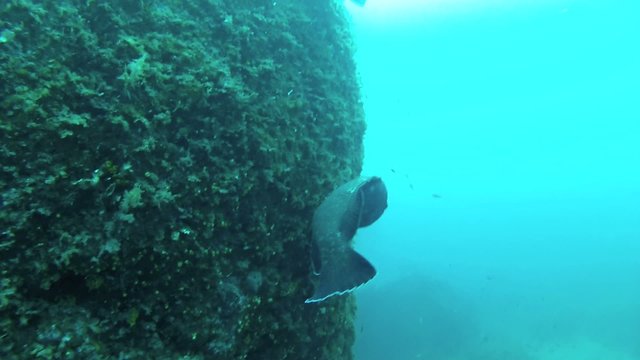 cernia mediterraneo