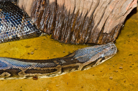 Close up of Burmese Python or Python molurus bivittatus