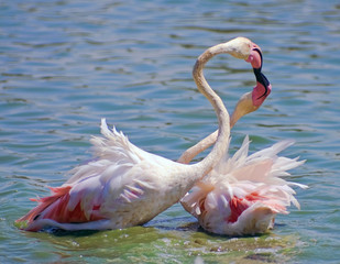 Flamingo kiss