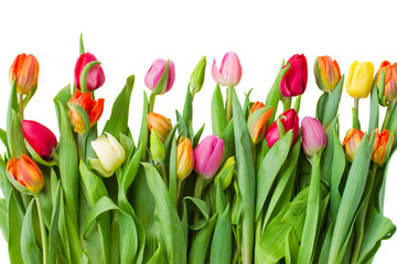 border of spring tulips