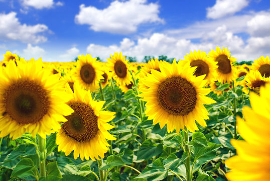 Beautiful sunflowers in the field.