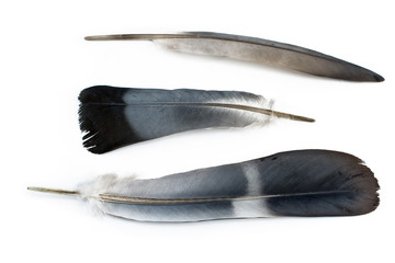 Three feathers solated on white