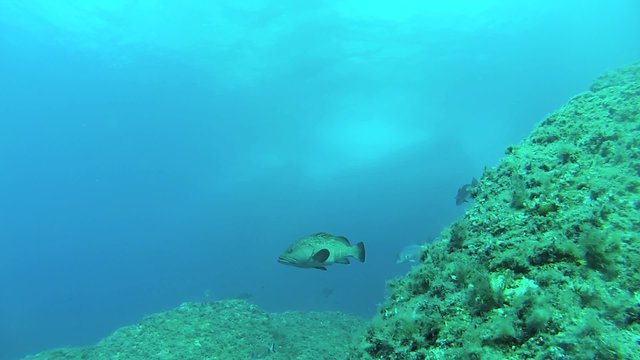 cernia mediterraneo