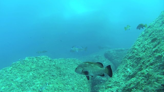 cernia mediterraneo