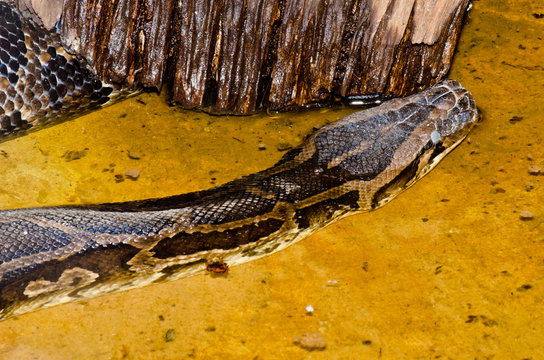 Close up of Burmese Python or Python molurus bivittatus