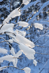 branches with snow