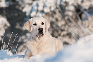 golden retriever dog portrait