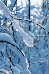 branch with snow in sunshine