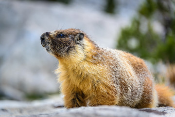 Yellow bellied marmot, Sequoia National Park