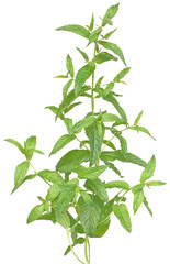 Mint