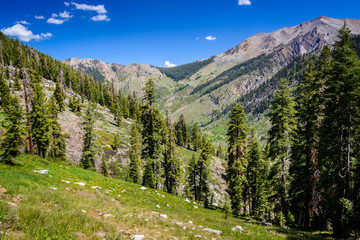 Mineral King, Sequoia National Park, California, USA