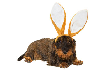 Dackel mit Hasenohren