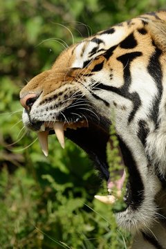 Ruggito di Tigre